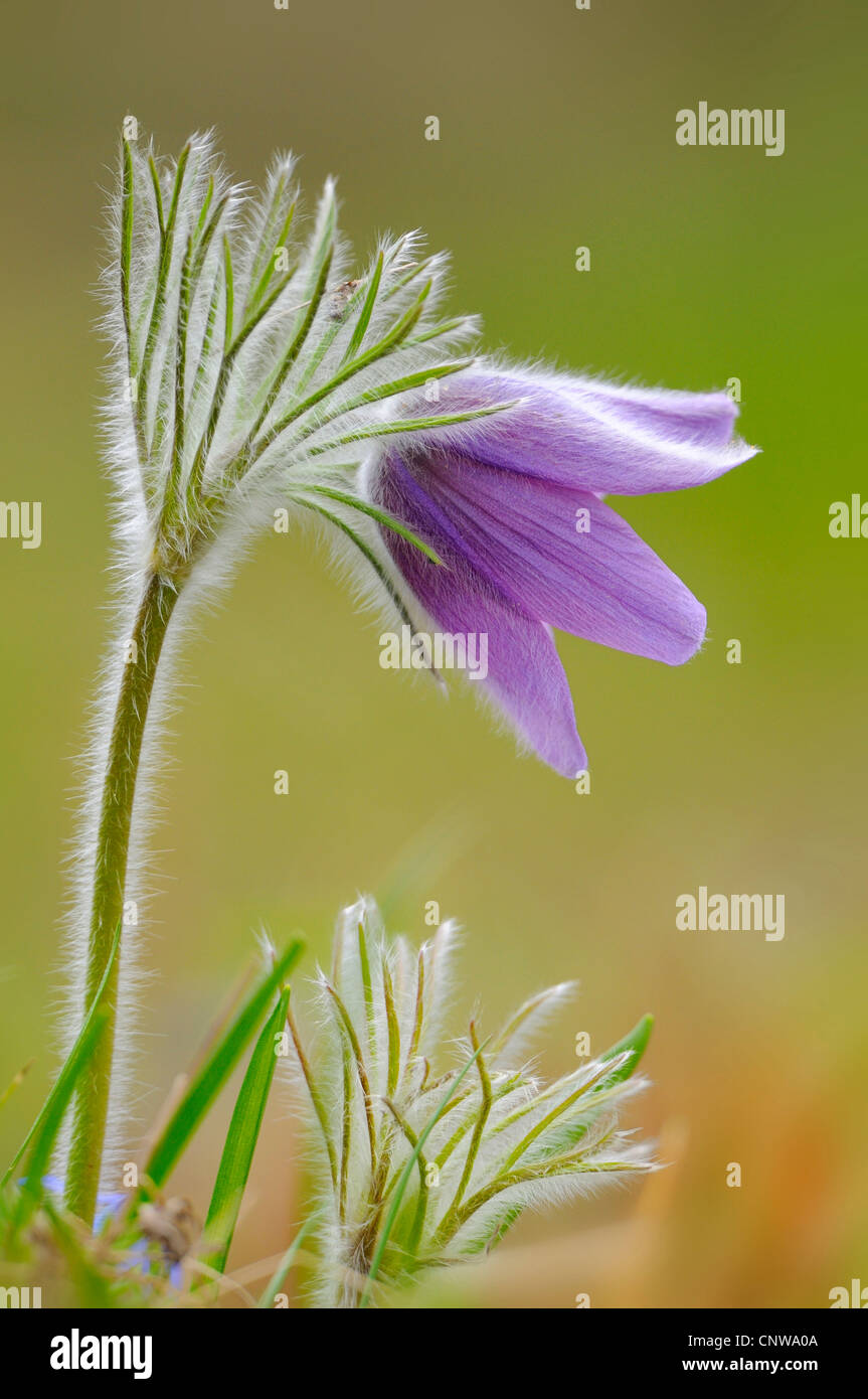 Kuhschelle (Pulsatilla Vulgaris), Blume, Deutschland Stockfoto