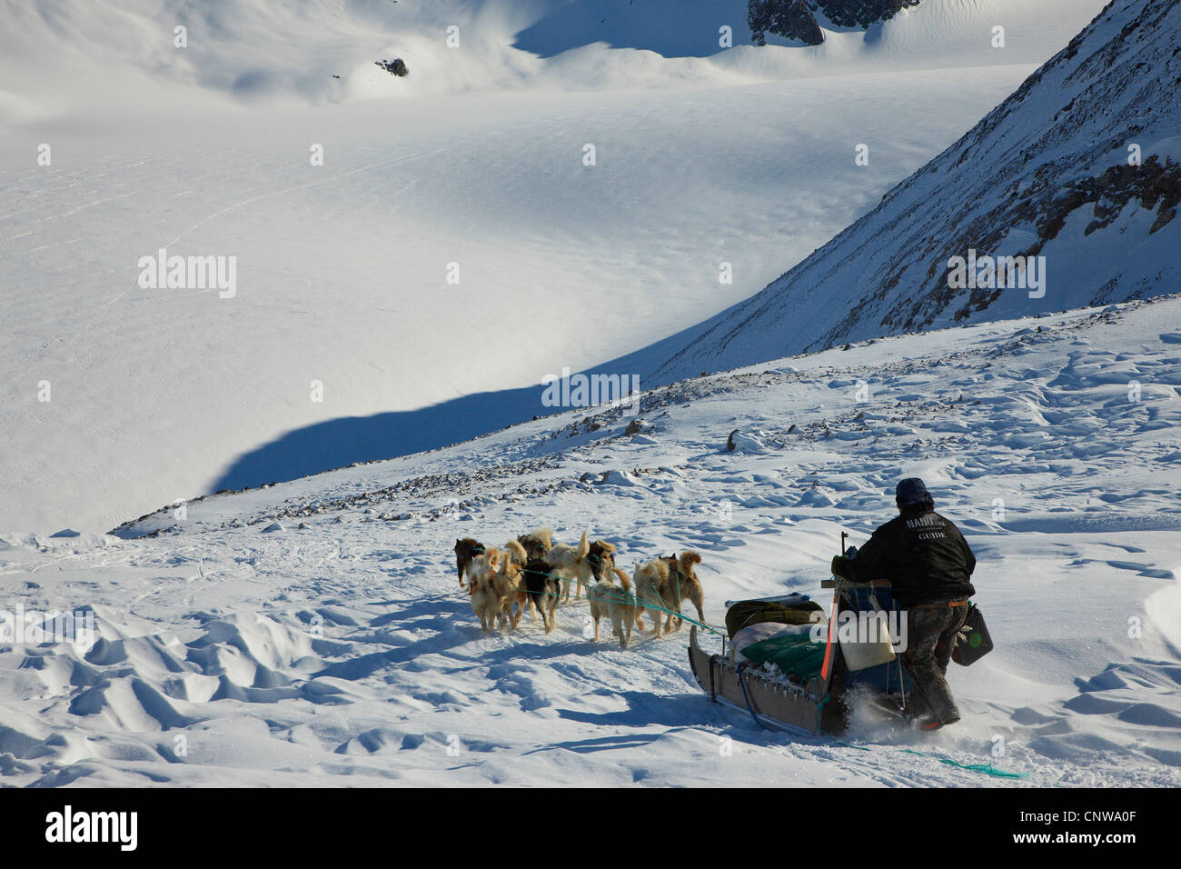 Grönlandhund (Canis Lupus F. Familiaris), Schlitten Hund Lillefjord, Grönland, Ostgroenland, Tunu, Kalaallit Nunaat, Scoresbysund, Kangertittivag, Ittoqqortoormiit Stockfoto