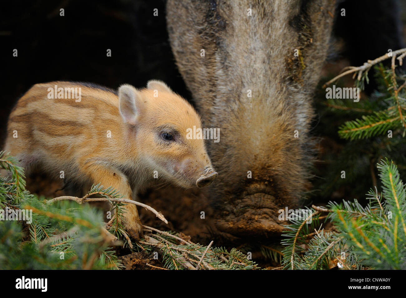 Wildschwein, Schwein, Wildschwein (Sus Scrofa), zwei Tage alt Shoat mit Mutter, Deutschland Stockfoto