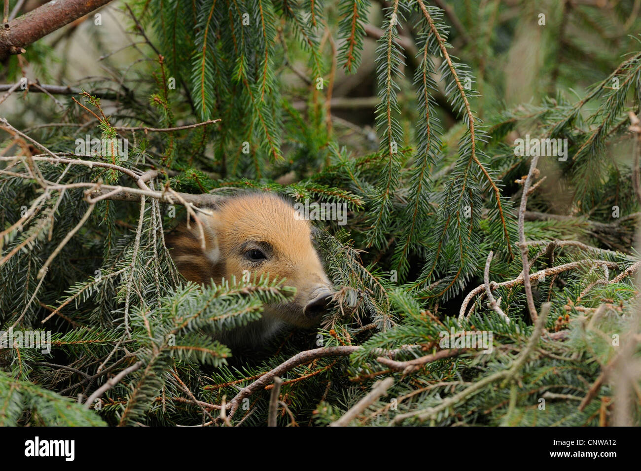 Wildschwein, Schwein, Wildschwein (Sus Scrofa), zwei Tage alt Shoat, Deutschland Stockfoto