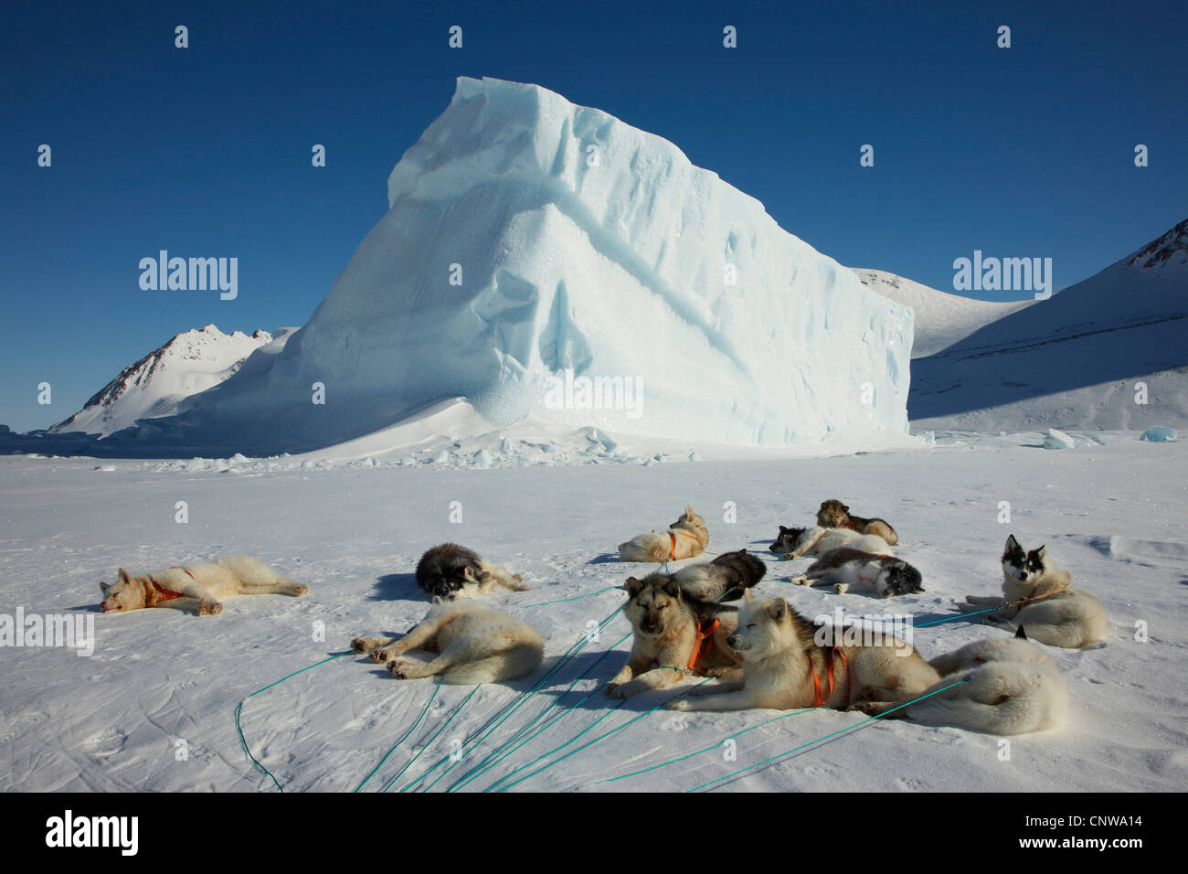 Grönlandhund (Canis Lupus F. Familiaris), Hundeschlitten, Grönland, Ostgroenland, Tunu, Kalaallit Nunaat, Scoresbysund, Kangertittivag, Lillefjord ruhen Stockfoto