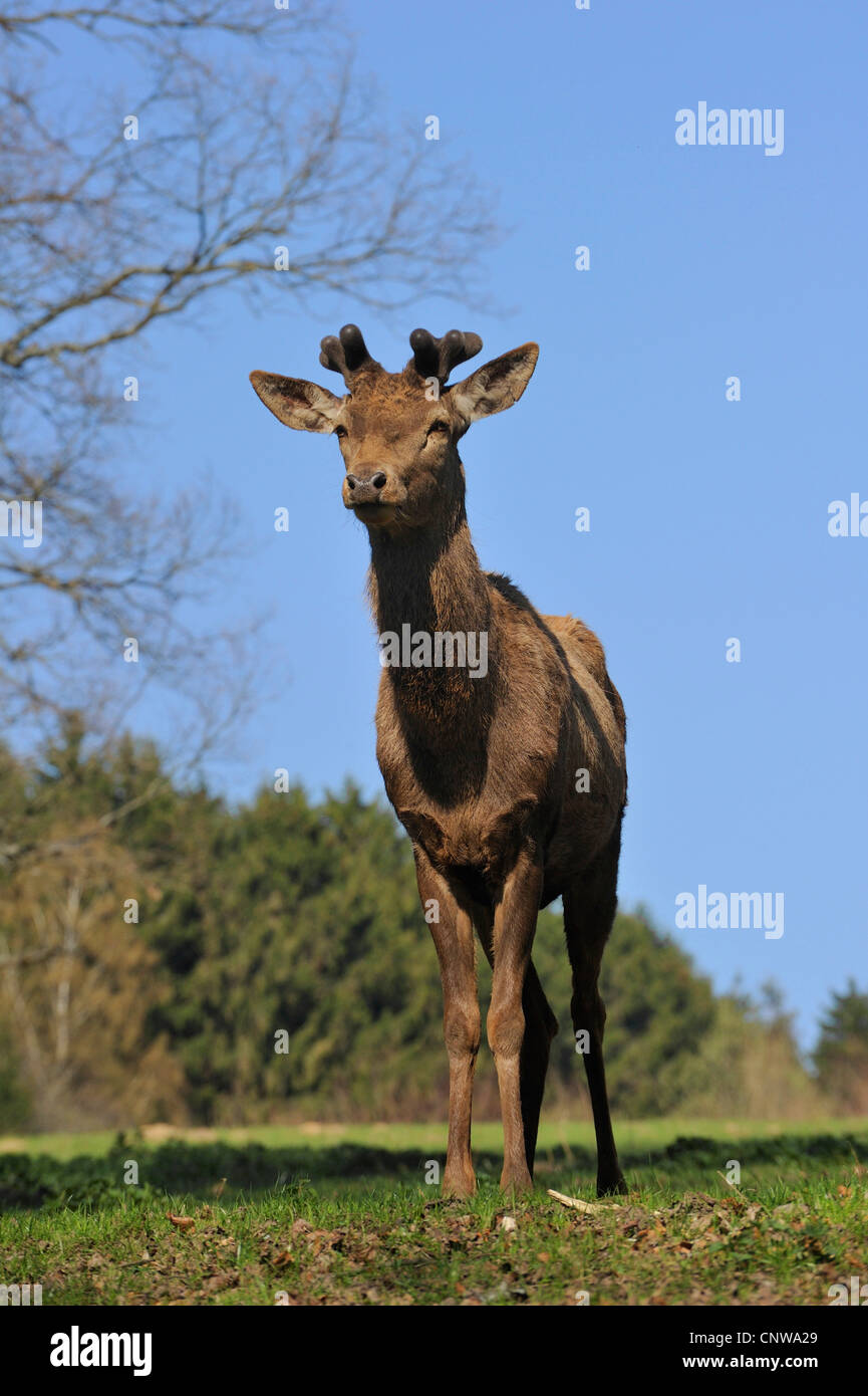 Rothirsch (Cervus Elaphus), stehend auf einer sonnigen Wiese am Waldrand, Deutschland Stockfoto