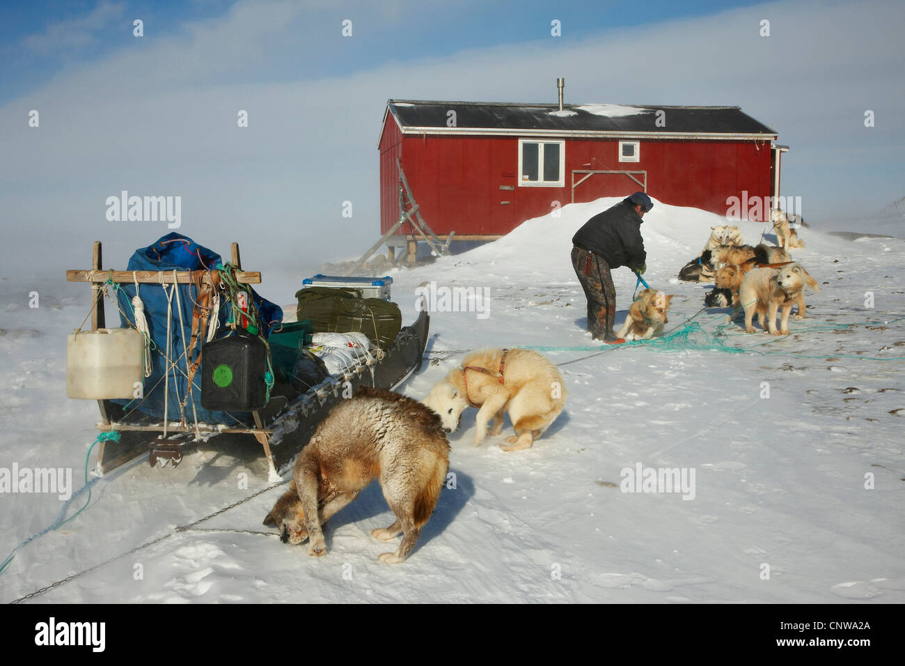 Grönlandhund (Canis Lupus F. Familiaris), Abend, Ankunft mit Hundeschlitten im Jagdhaus für Unterkunft, Grönland, Ostgroenland, Tunu, Kalaallit Nunaat, Liverpool Land Kap Hoegh Stockfoto