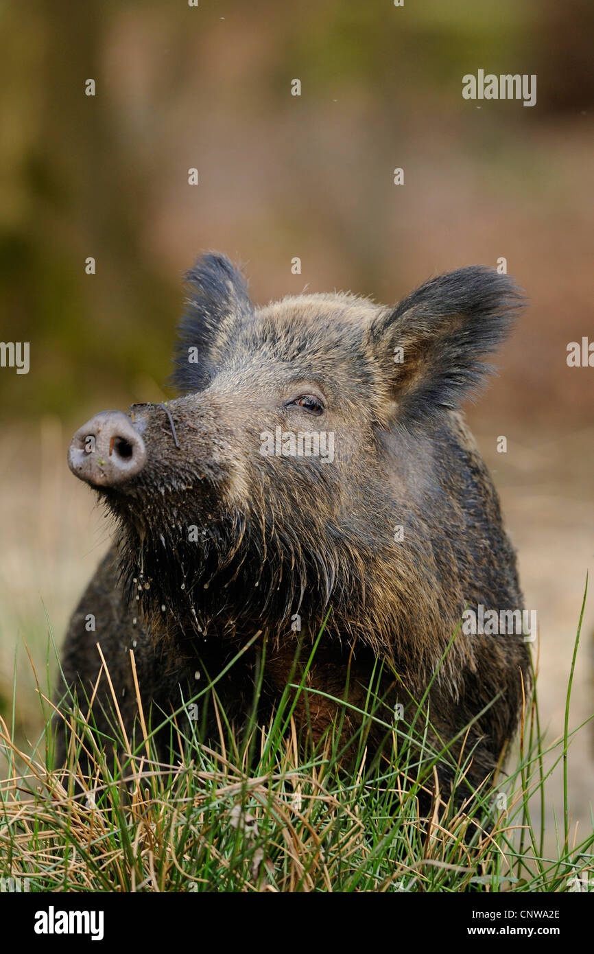 Wildschwein, Schwein, Wildschwein (Sus Scrofa), Weiblich, liegen, Gras, Deutschland Stockfoto