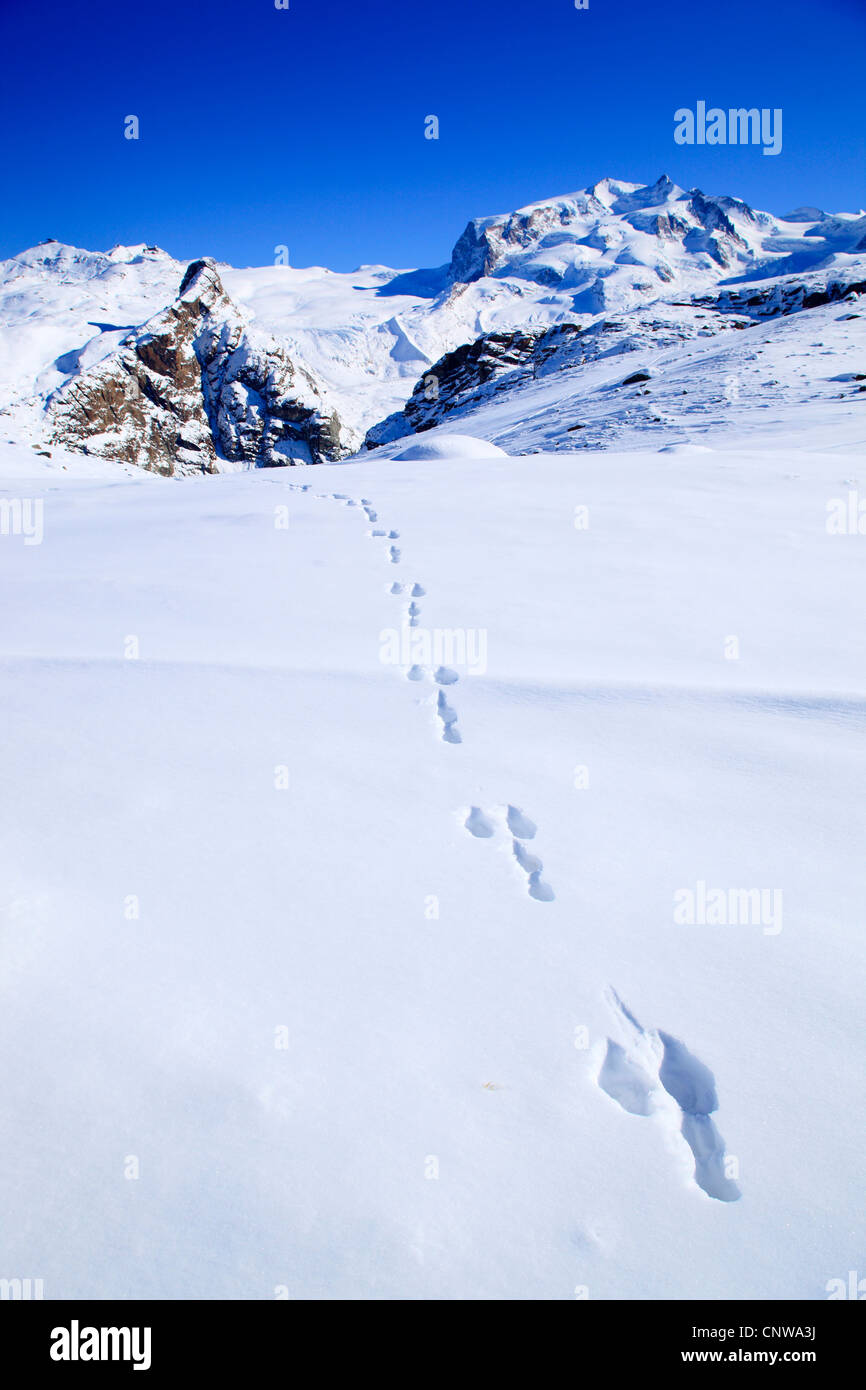 blauer Hase, Schneehase, weißen Hasen, eurasische arktische Hasen (Lepus Timidus), Hase Spuren im Monte Rosa, Dufourspitze - 4634 m, Schweiz Stockfoto