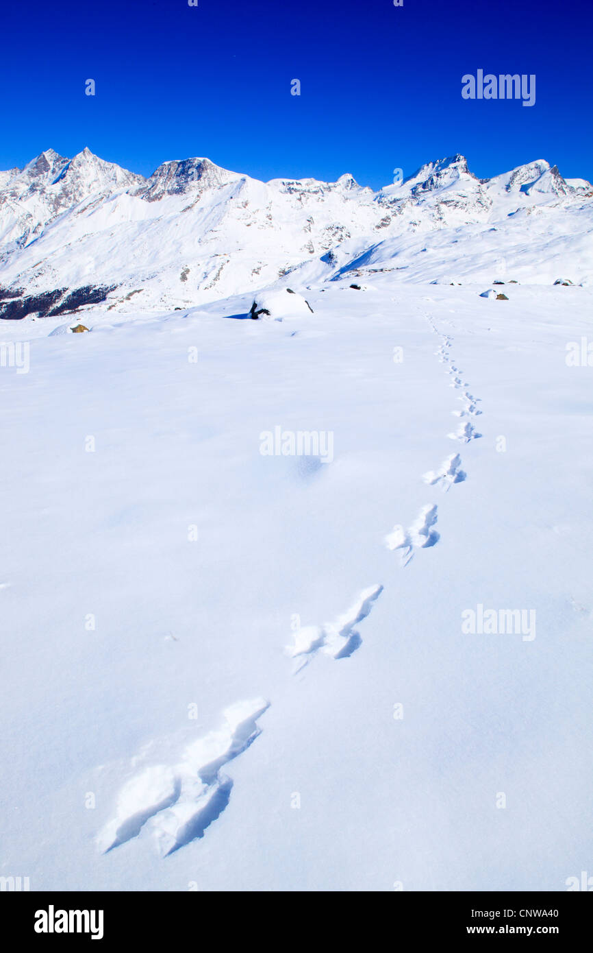 blauer Hase, Schneehase, weißen Hasen, eurasische arktische Hasen (Lepus Timidus), Hasenspuren Im Schnee, Dom - 4545 m, Taeschhorn - 4404 m, Alphubel - 4206 m, Allalinhorn - 4027 m, Rimpfischhorn - 4199 m, Strahlhorn - 4190 m, Schweiz Stockfoto