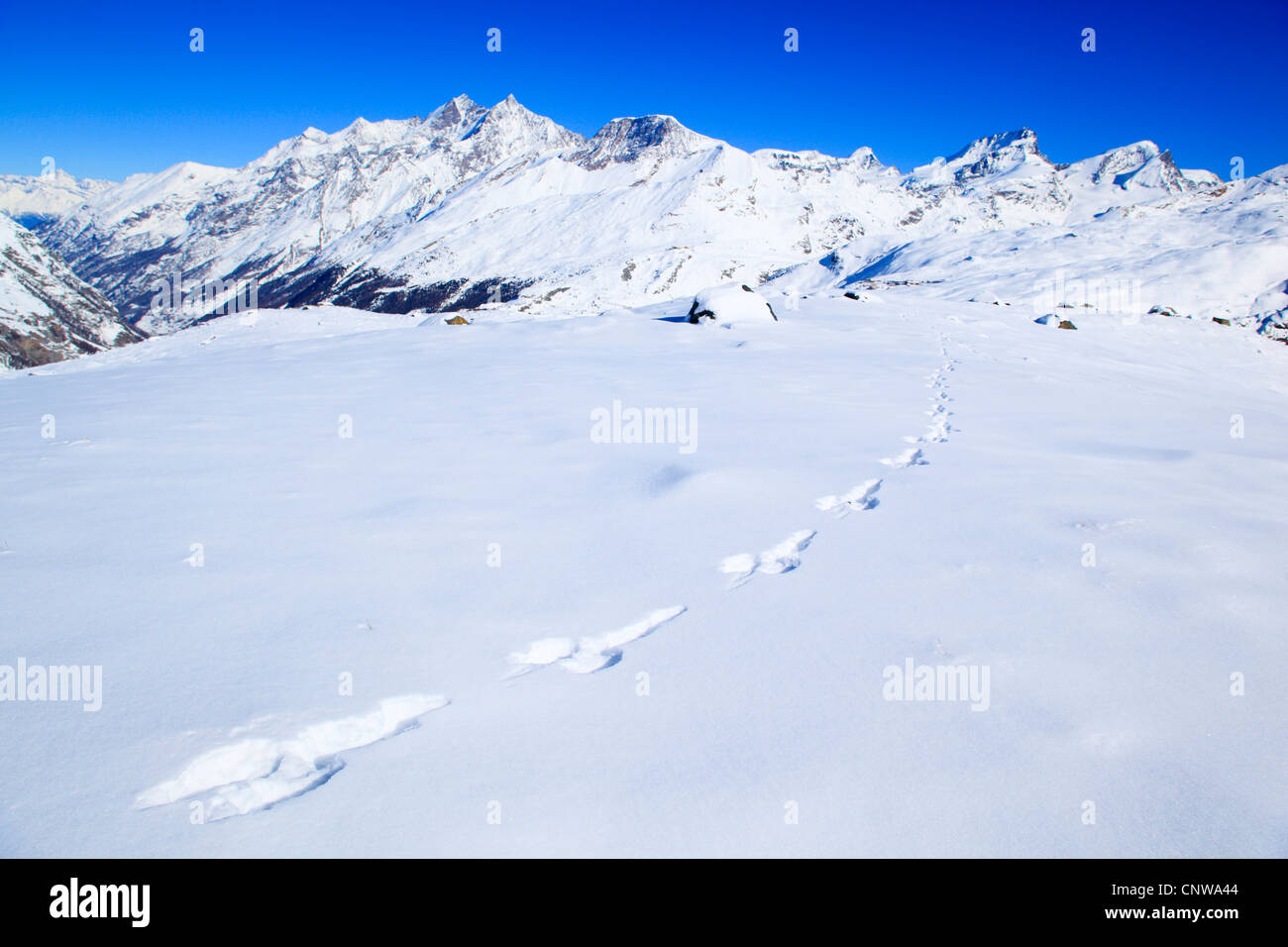 blauer Hase, Schneehase, weißen Hasen, eurasische arktische Hasen (Lepus Timidus), Hasenspuren Im Schnee, Dom - 4545 m, Taeschhorn - 4404 m, Alphubel - 4206 m, Allalinhorn - 4027 m, Rimpfischhorn - 4199 m, Strahlhorn - 4190 m, Schweiz Stockfoto