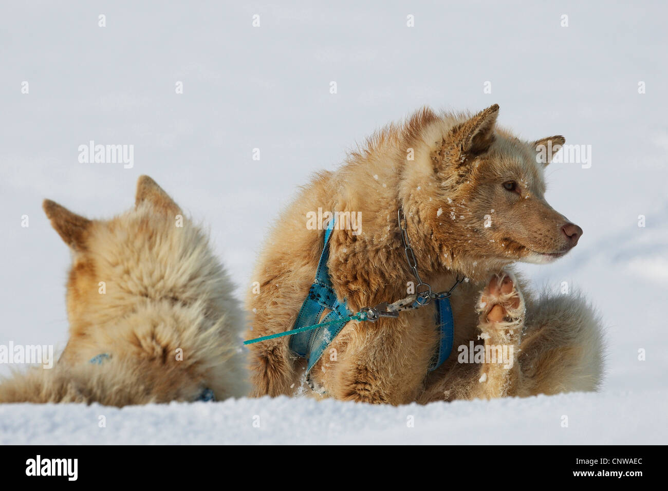 Grönlandhund (Canis Lupus F. Familiaris), mit dem Schlitten zwei Hunde sitzen im Schnee, Grönland, Ostgroenland, Tunu, Kalaallit Nunaat, Scoresbysund, Kangertittivag, Kap Tobin, Ittoqqortoormiit Stockfoto