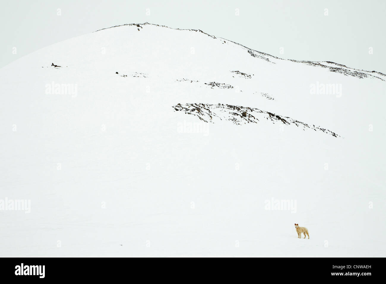 Grönlandhund (Canis Lupus F. Familiaris), einziges Tier im Schnee bedeckt Landschaft, Grönland, Ostgroenland, Tunu, Kalaallit Nunaat, Scoresbysund, Kangertittivag, Ittoqqortoormiit Stockfoto