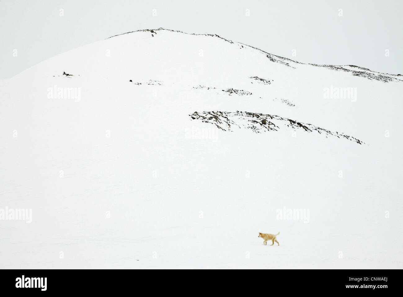 Grönlandhund (Canis Lupus F. Familiaris), einziges Tier im Schnee bedeckt Landschaft, Grönland, Ostgroenland, Tunu, Kalaallit Nunaat, Scoresbysund, Kangertittivag, Ittoqqortoormiit Stockfoto