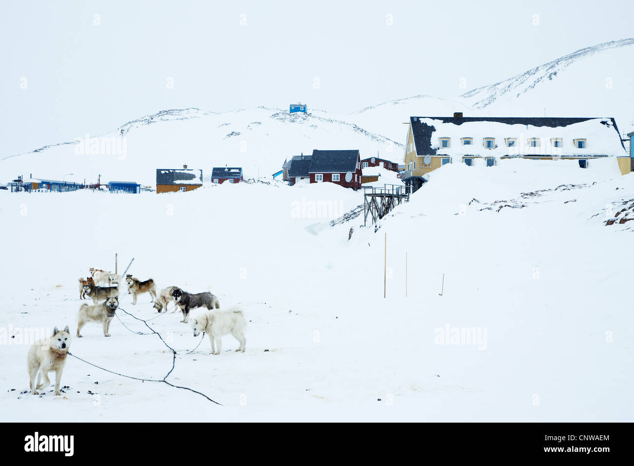 Grönlandhund (Canis Lupus F. Familiaris), Team von Schlittenhunden in der Nähe der Spitalabteilung einer Siedlung, Grönland, Ostgroenland, Tunu, Kalaallit Nunaat, Scoresbysund, Kangertittivag, Ittoqqortoormiit Stockfoto