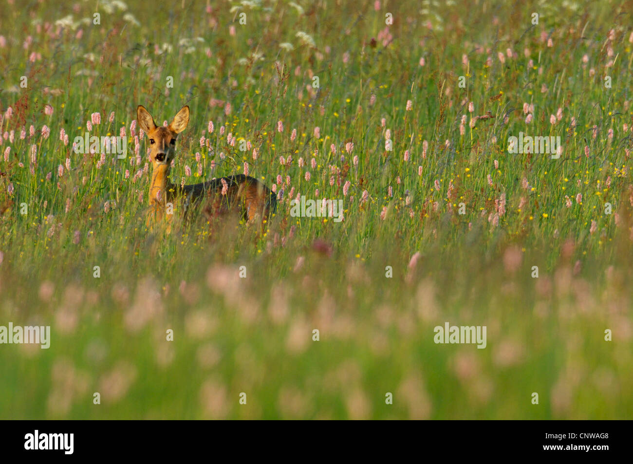 Reh (Capreolus Capreolus), Rehe auf einer Blumenwiese, Germany, North Rhine-Westphalia, Westerwald Stockfoto