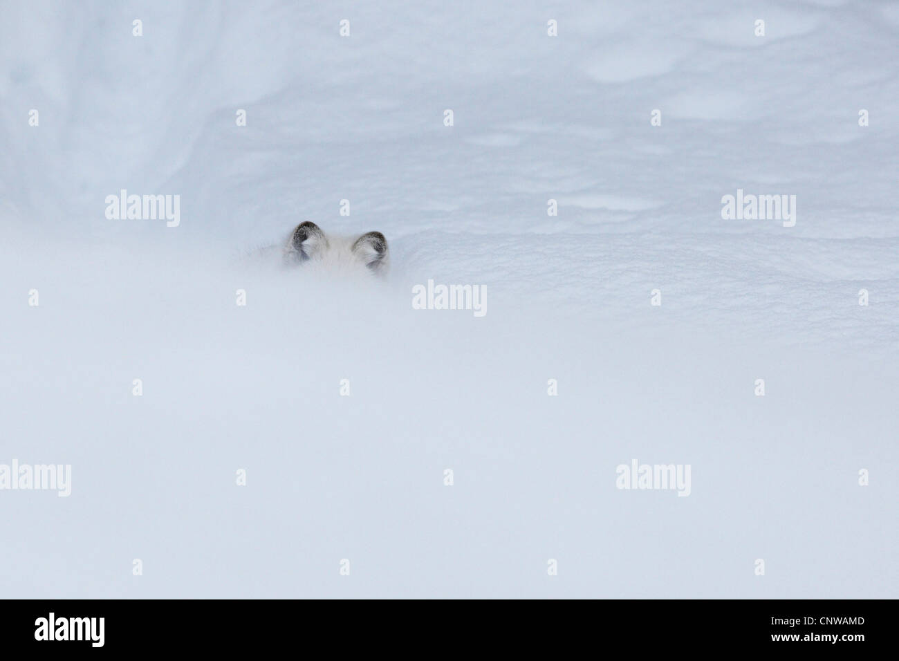 Arktis fox, Polarfuchs (Alopex Lagopus, Vulpes Lagopus), im hohen Schnee, nur die Ohren sichtbar, Norwegen, Namdal, Troendelag Stockfoto