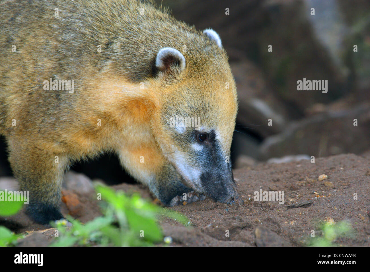 Coatimundi, gemeinsame Nasenbär brown-nosed Nasenbär (Nasua Nasua), am Boden schnüffeln Stockfoto