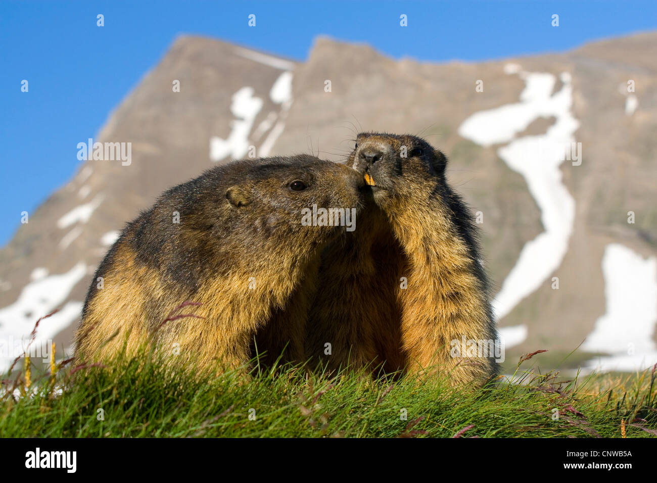 Alpen-Murmeltier (Marmota Marmota), zwei Tiere schnüffeln an einander vor einer drohenden Bergkette, Österreich, Nationalpark Hohe Tauern, Großglockner Stockfoto