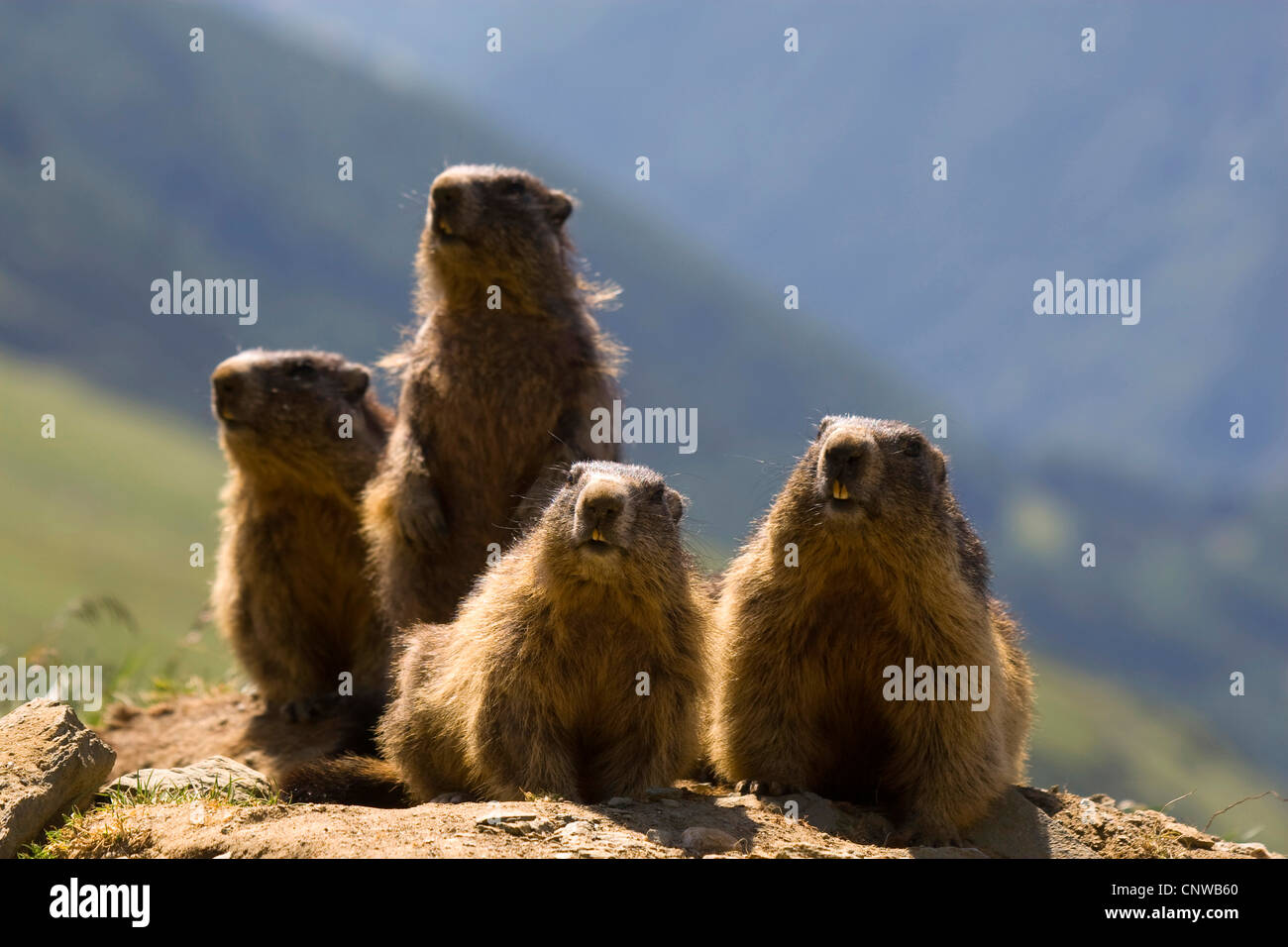 Alpen-Murmeltier (Marmota Marmota), Gruppe von vier Tieren sitzen vor der Höhle, Österreich, Nationalpark Hohe Tauern, Großglockner Stockfoto