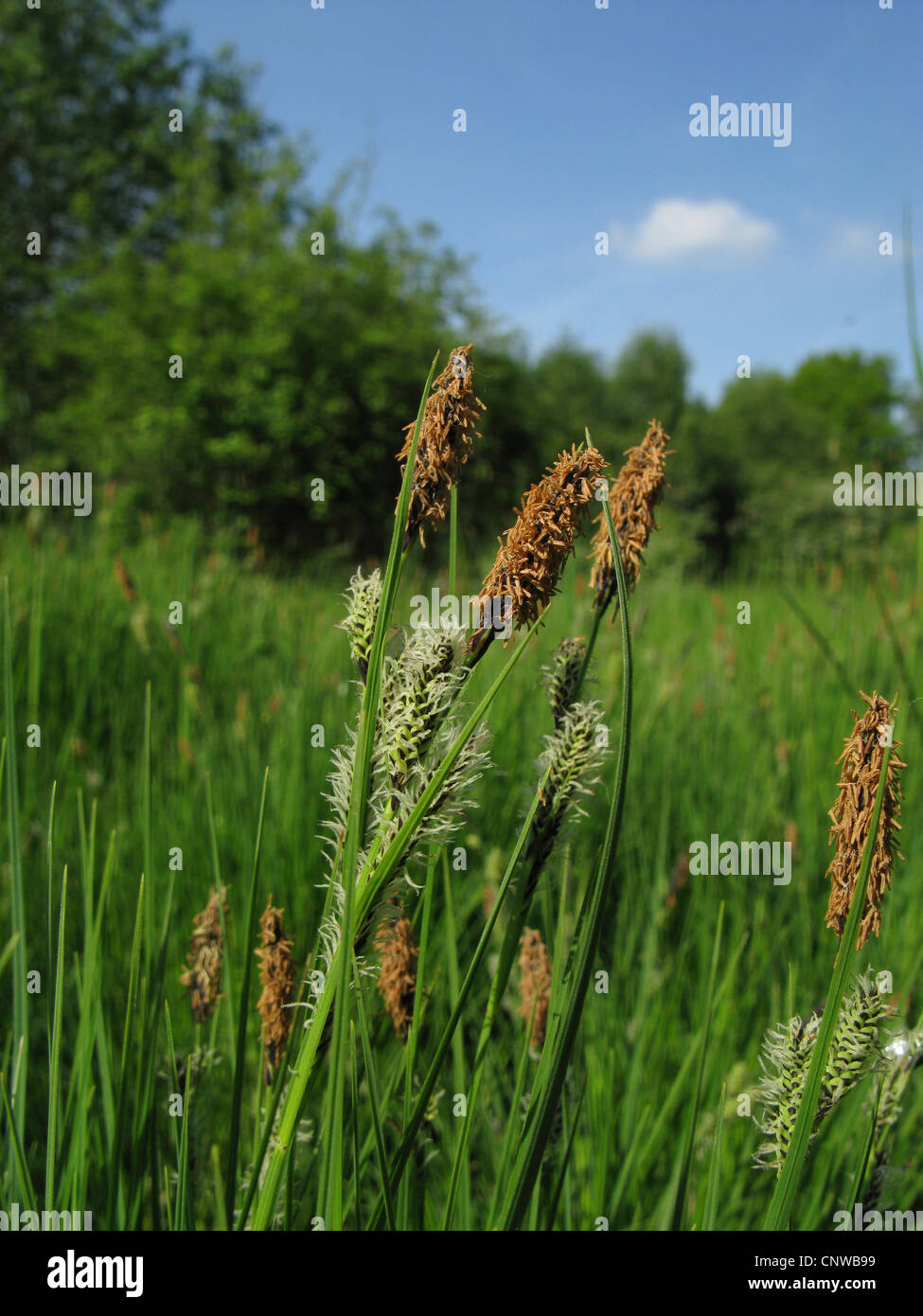gemeinsamen Segge (Carex Nigra), blühen im Sumpf Wiese, Deutschland, Nordrhein-Westfalen Stockfoto