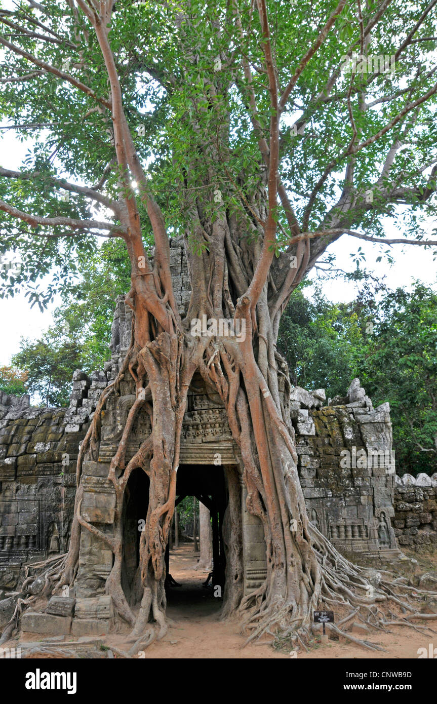 Feigen (Ficus Altissima), Baum, wächst auf einer Ruine in Ta Som, Kambodscha, Angkor Wat Stockfoto