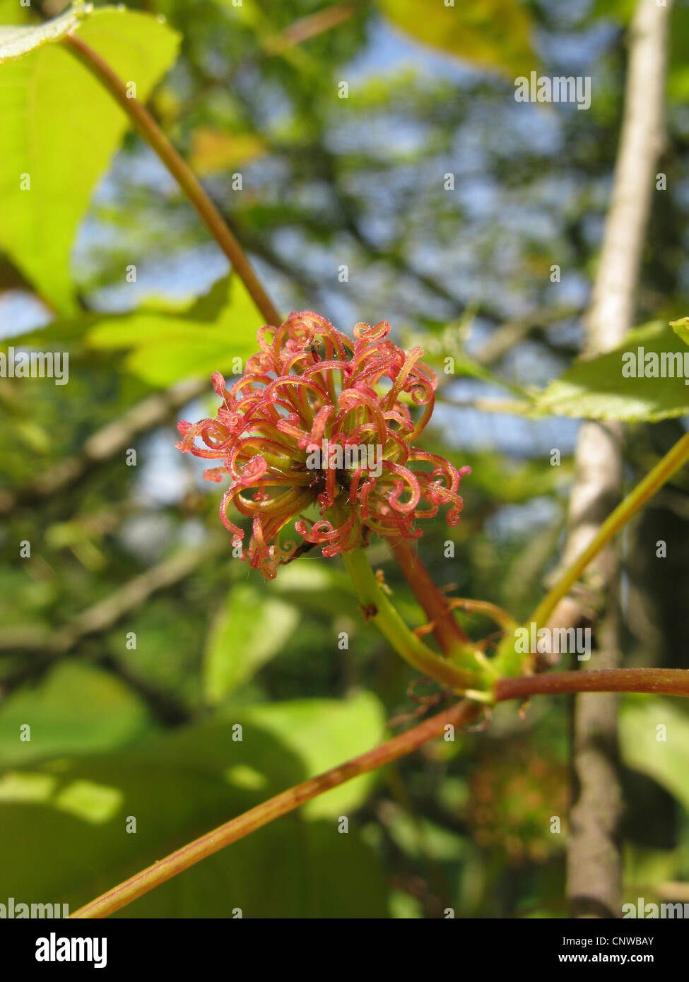 Formosa Amberbaum (Liquidambar Formosana), Blütenstand Stockfotografie