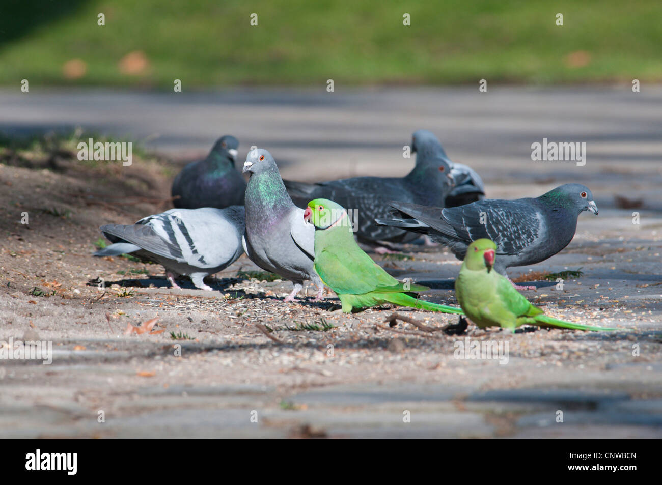 Rose-beringt Sittich (geflohen waren), Fütterung Vogelfutter zusammen mit Tauben (Columba Livia Forma Domestica), Mannheim, Luisenpark Mannheim, Baden-Württemberg, Deutschland Stockfoto