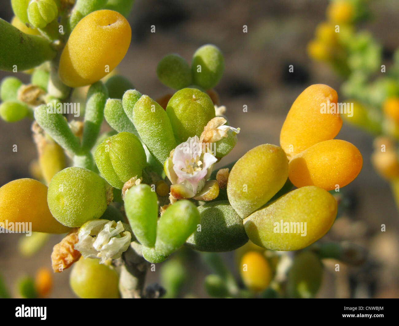 Zygophyllum Fontanesii (Zygophyllum Fontanesii), blühen, Kanarische Inseln, Teneriffa Stockfoto