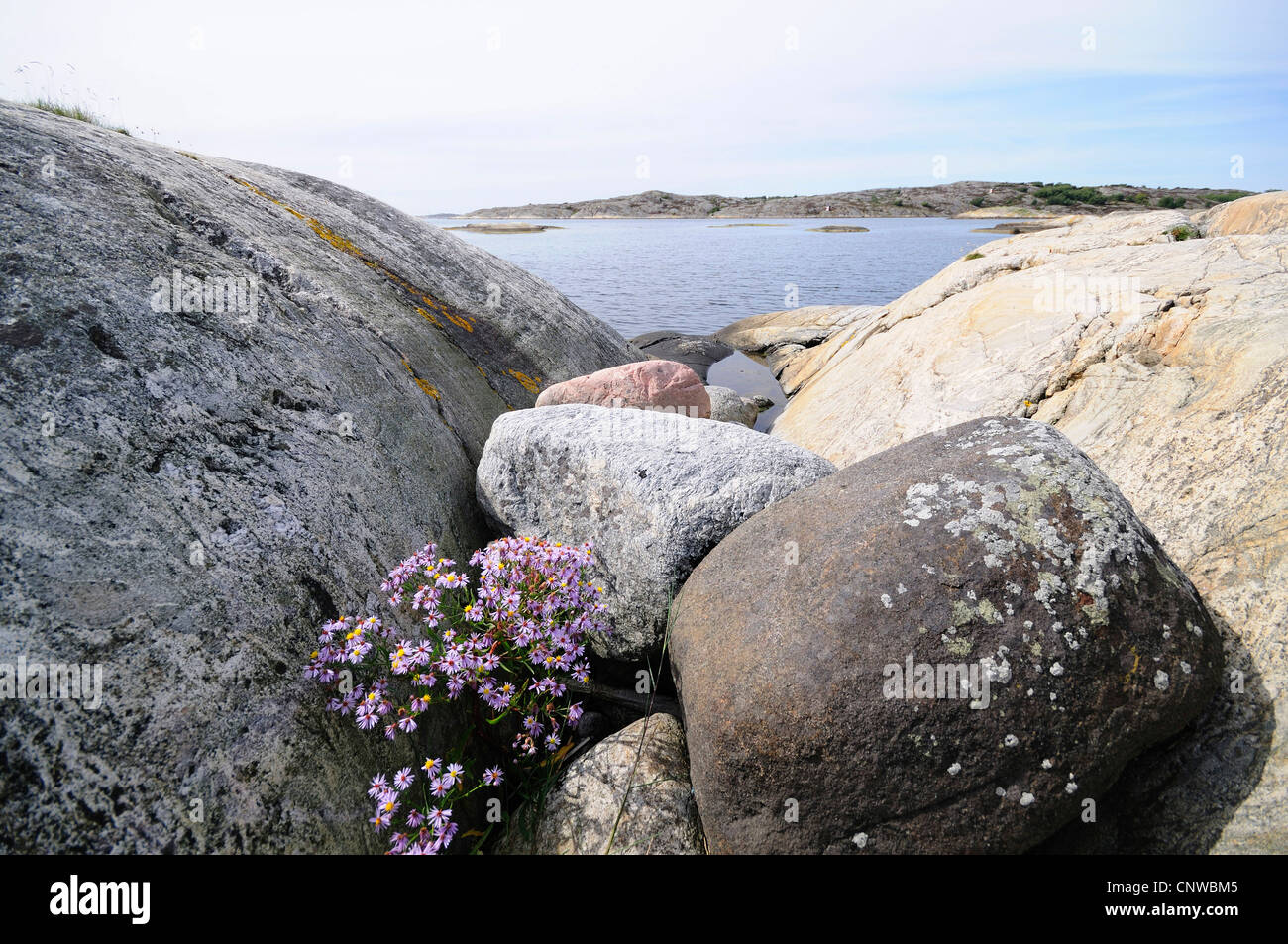 Meer-Aster (Aster Tripolium), zwischen Steinen am felsigen Küste, Schweden, Bohuslaen, Skagerrak Stockfoto