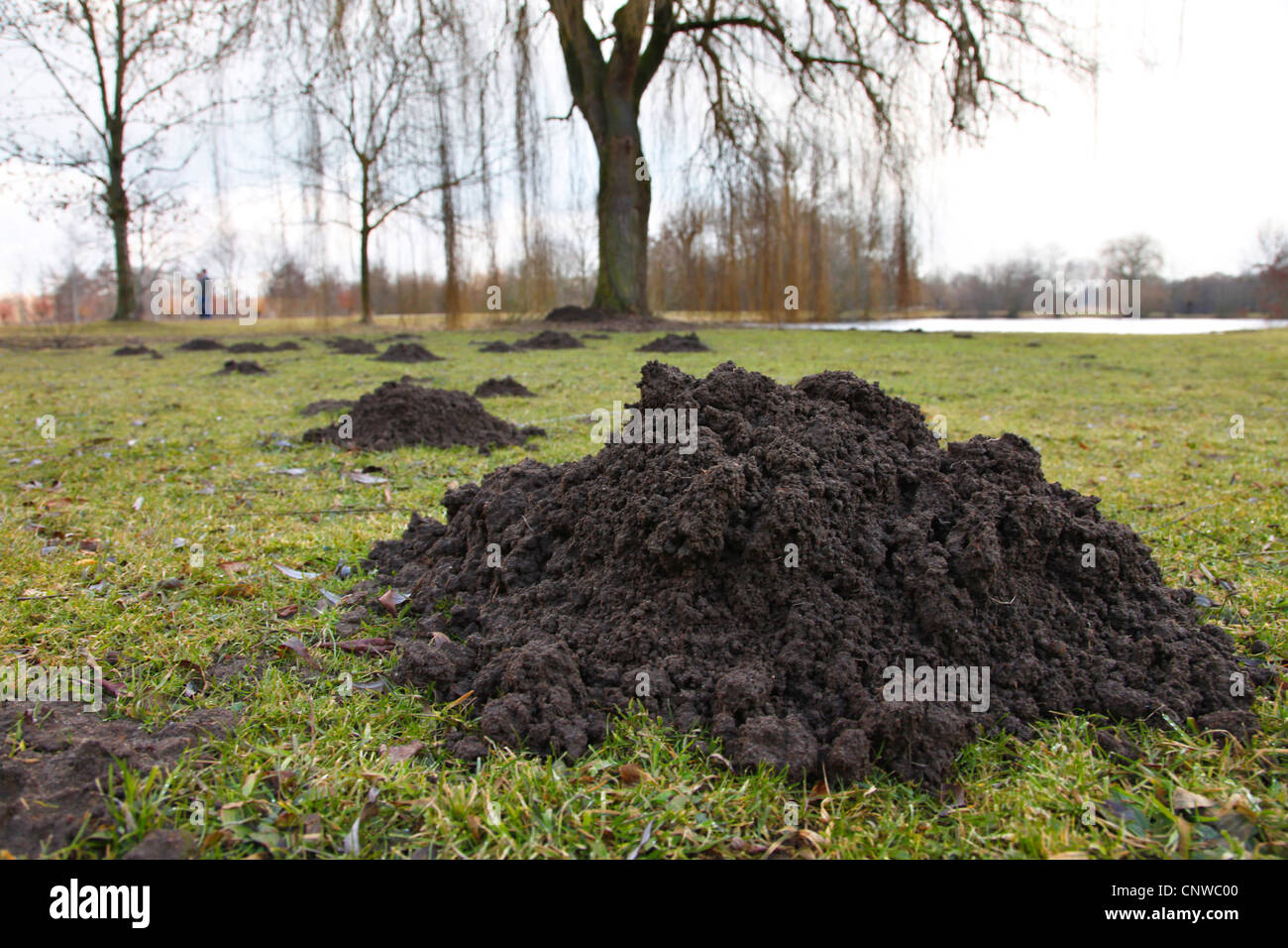 Europäischer Maulwurf (Talpa Europaea), Maulwurfshügel im park Stockfoto