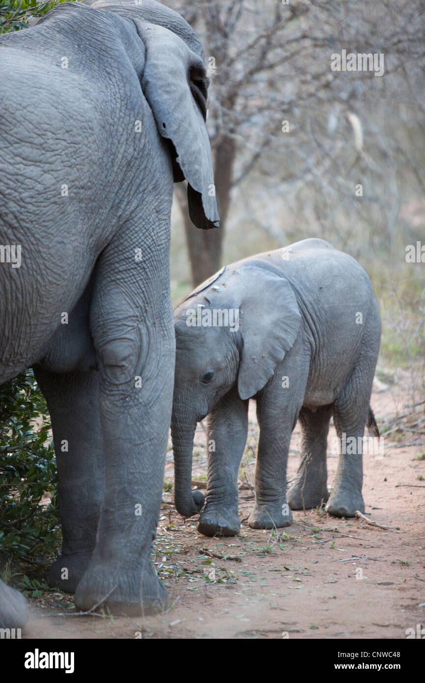 Eine Mutter und Baby Elefanten im Kruger National Park, Südafrika Stockfoto