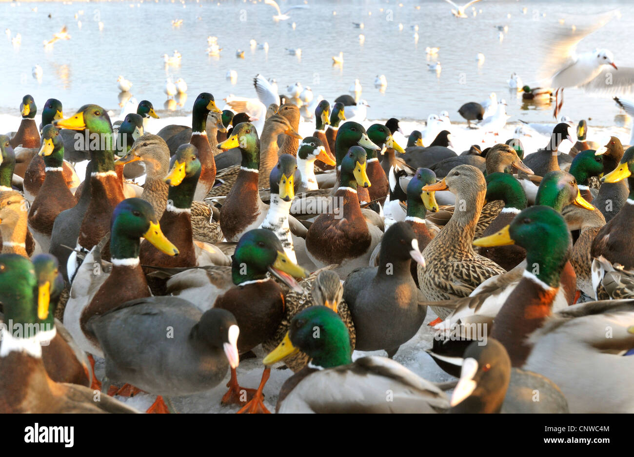 Gruppe von verschiedenen Wasservögeln, Deutschland Stockfoto