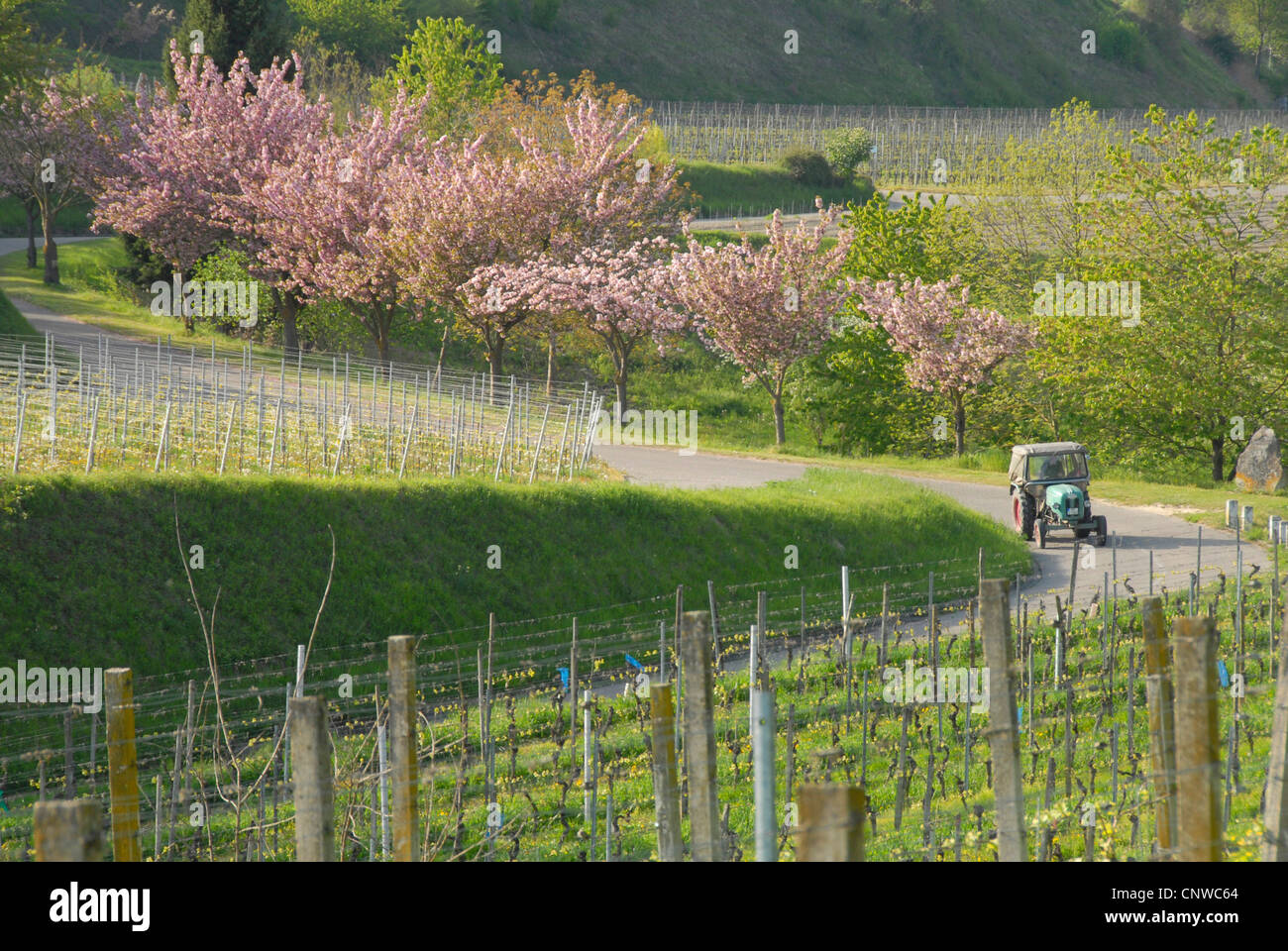 Weinberg-Landschaft im Frühling am Kaiserstuhl, Deutschland, Baden-Württemberg, Ihringen Stockfoto