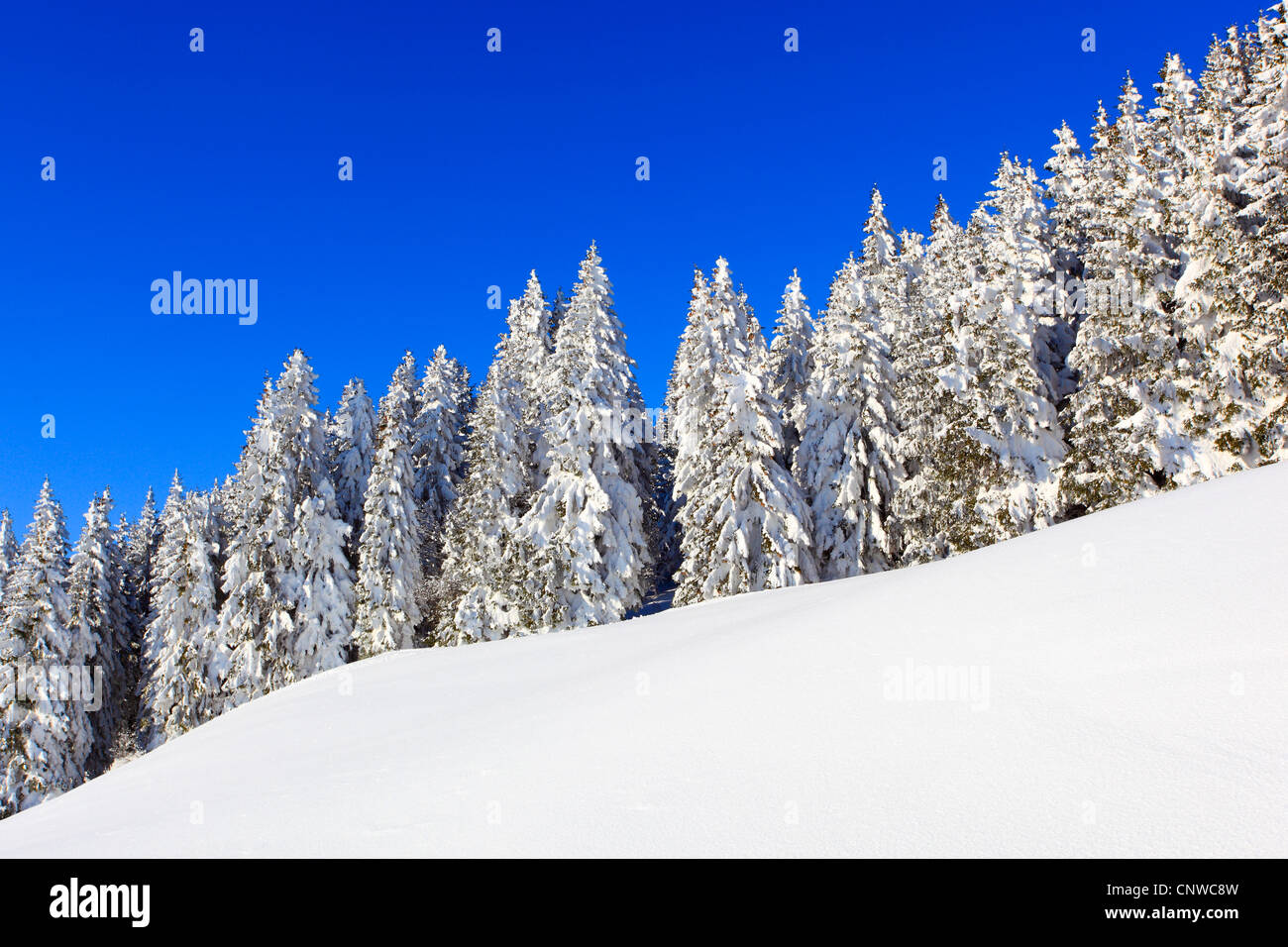 verschneite Piste vor Nadelwald, der Schweiz, Gurnigel Stockfoto