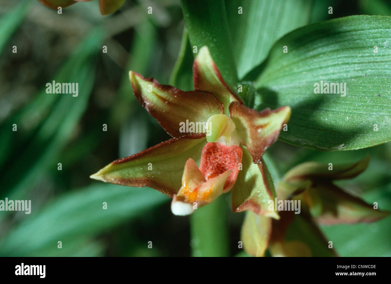 Epipactis veratrifolia Fotos und Bildmaterial in hoher Auflösung Alamy