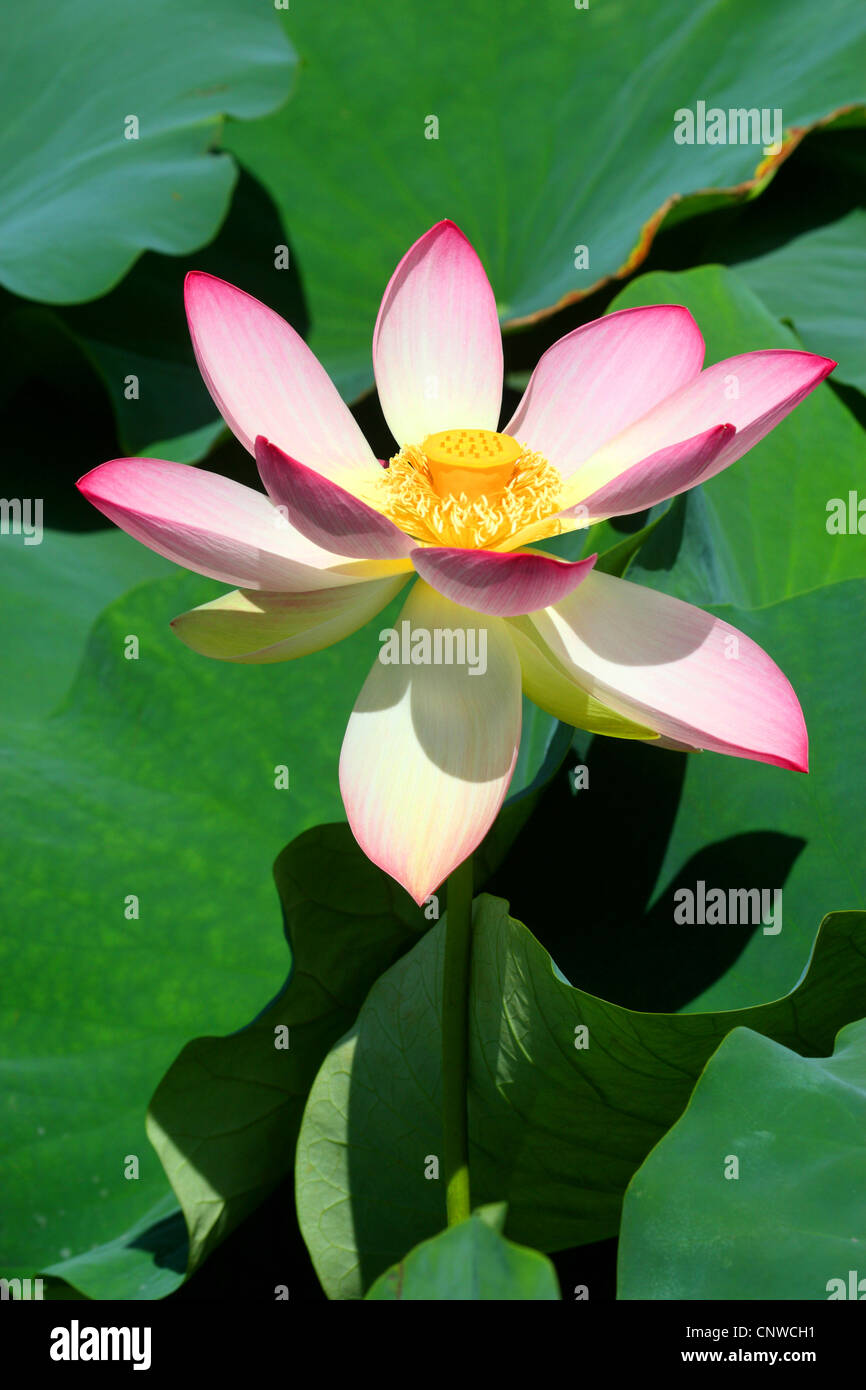 Ost-indischen Lotus (Nelumbo Nucifera), Blume Stockfoto