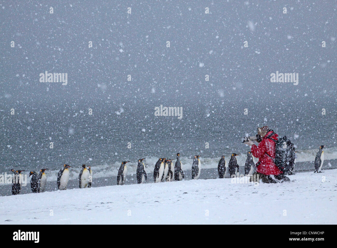 King Penguin (Aptenodytes Patagonicus), Fotograf, Fotografieren der Pinguine im Schnee Flut, Suedgeorgien, Salisbury Plains Stockfoto