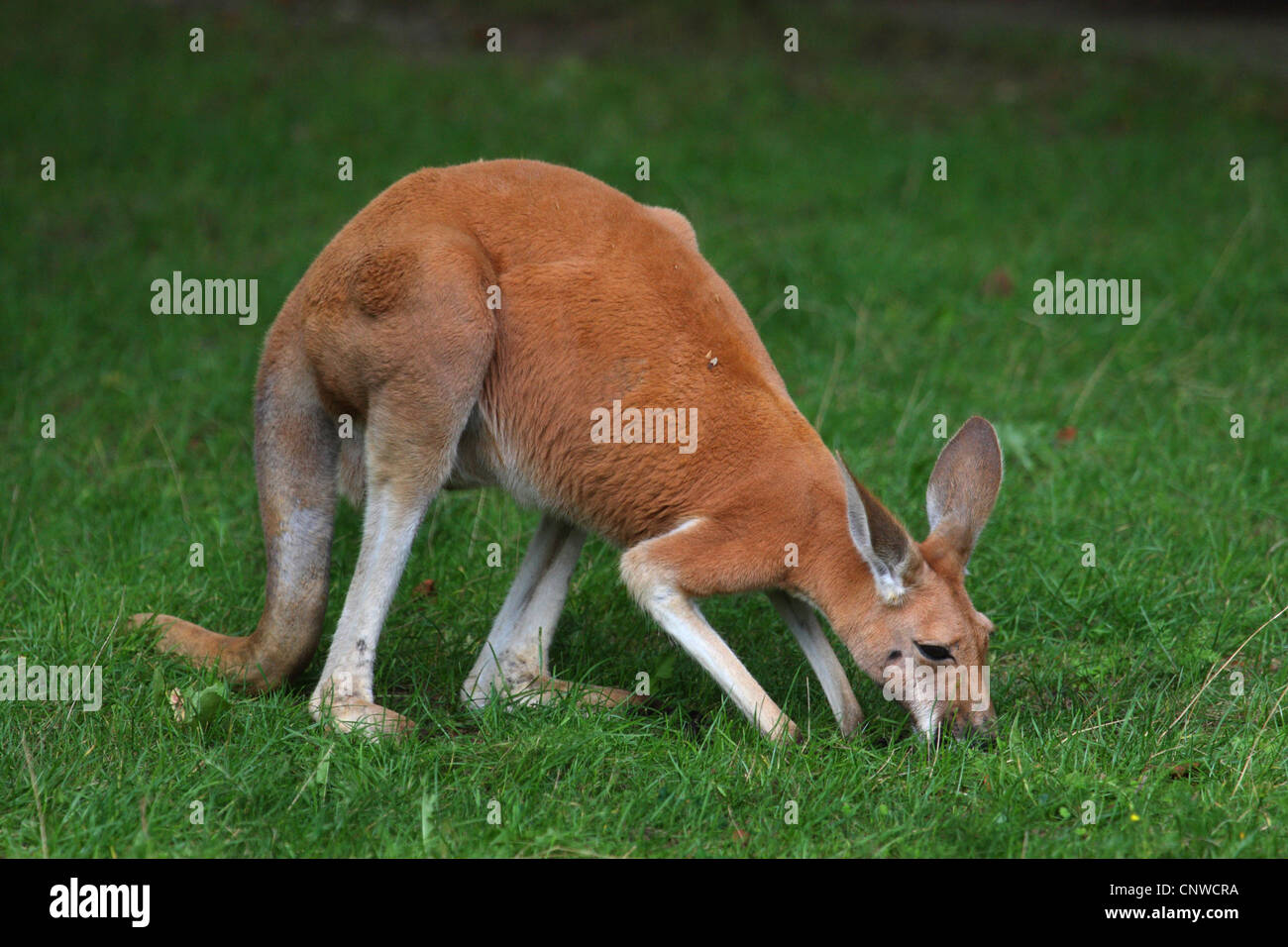 rote Känguruh, Känguru, blauen Flieger (Macropus Rufus, Megaleia Rufa), Ebenen grasen auf einer Wiese Stockfoto