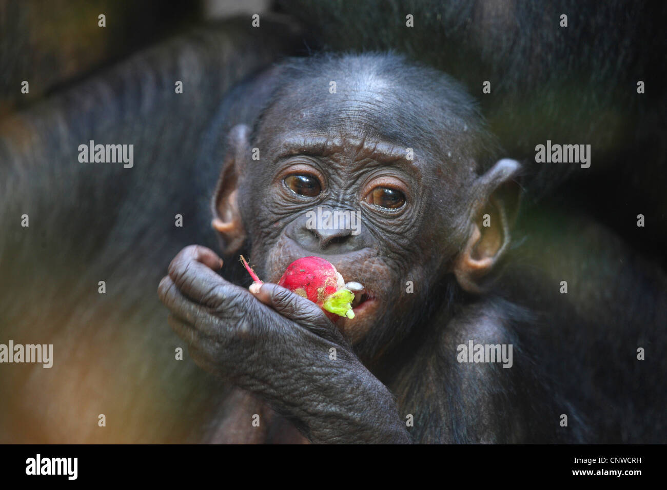 Bonobo, pygmy Schimpanse (Pan Paniscus), junger Bonobo Essen eine rote Frucht Stockfoto
