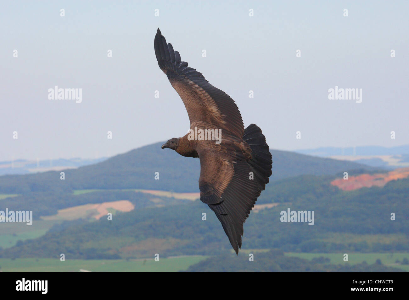 Andenkondor (Vultur Kondor), fliegen Stockfoto