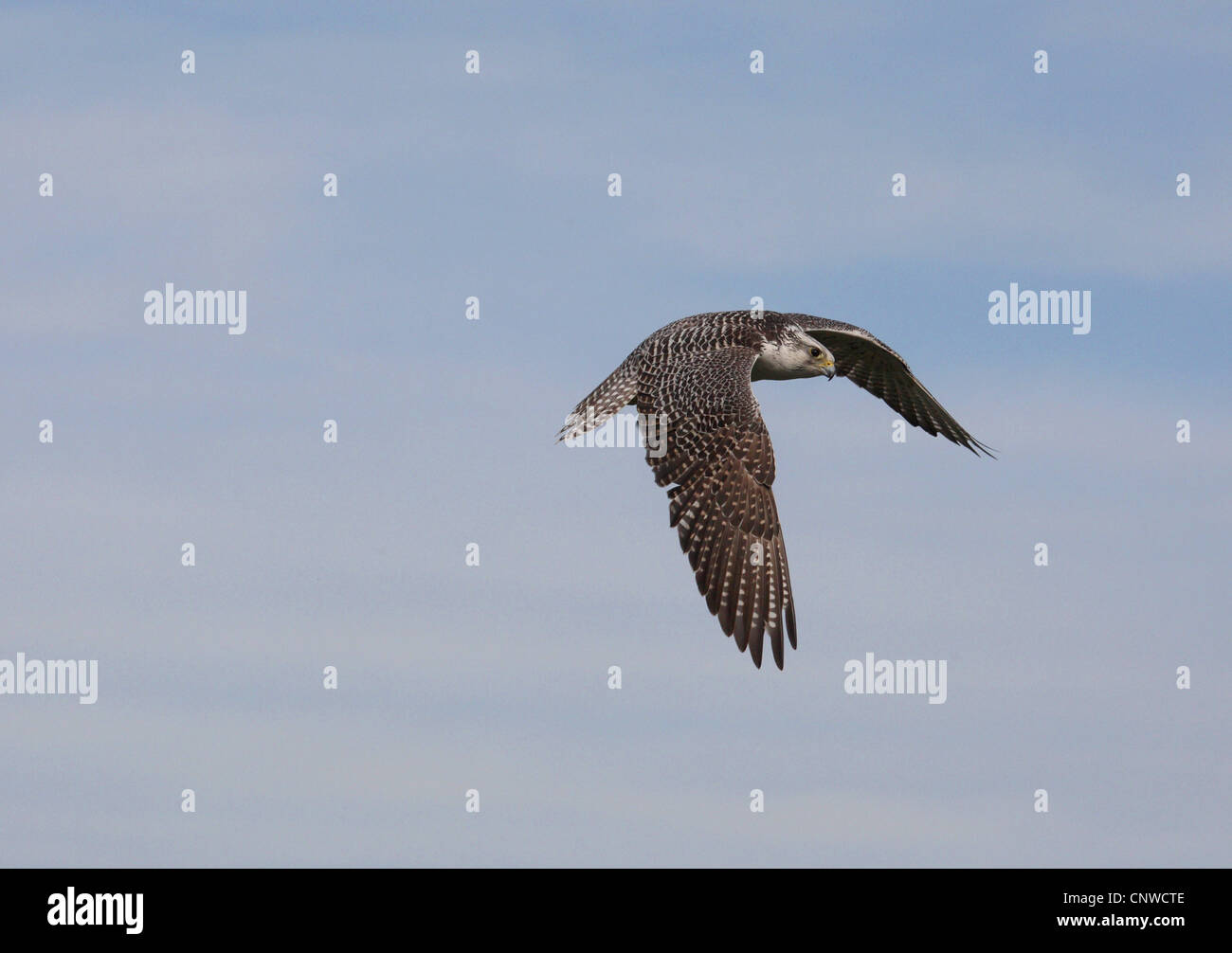 Saker Falcon (Falco Cherrug), fliegen Stockfoto