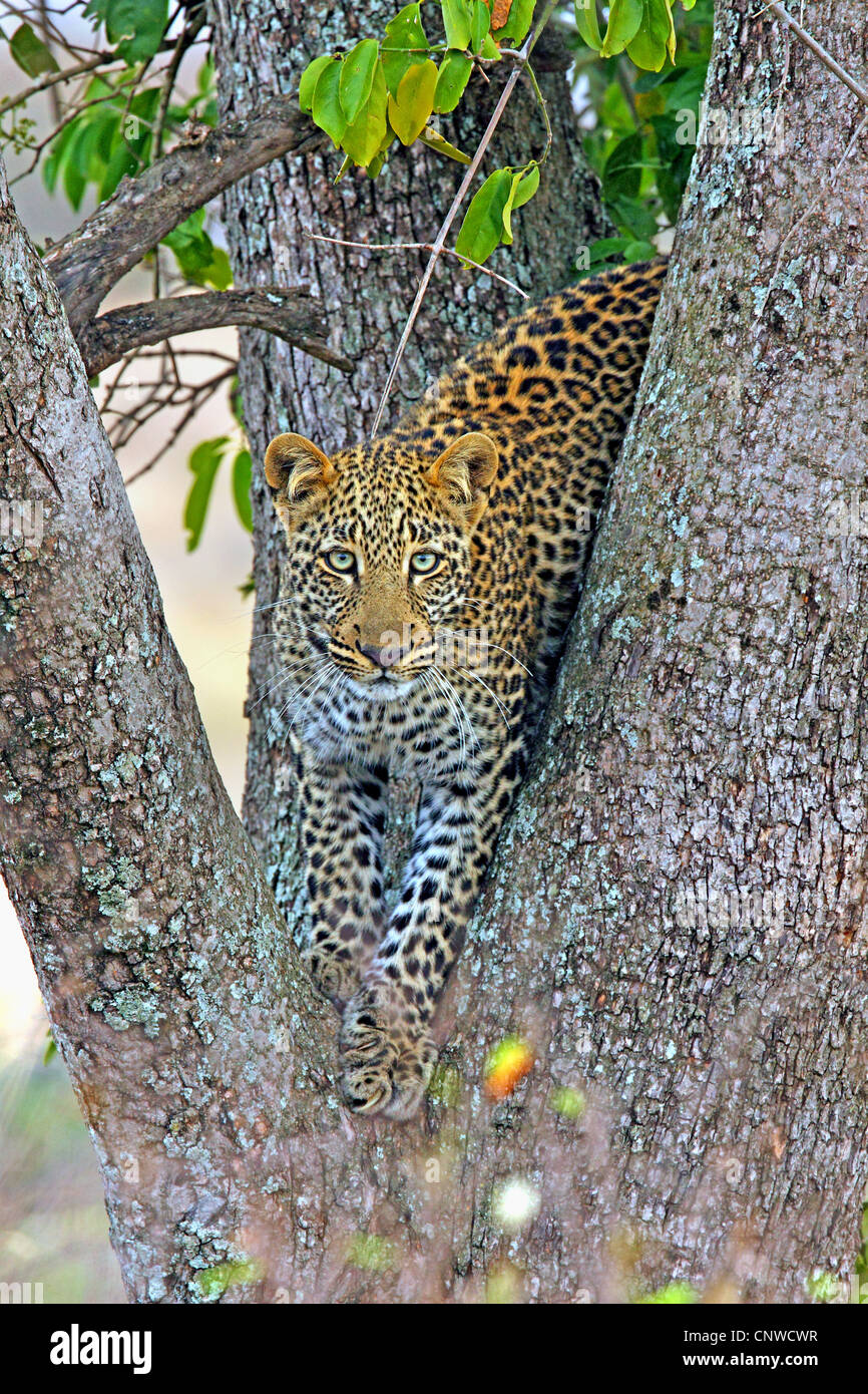 Leopard (Panthera Pardus), sitzt in einem Baum, Kenia, Masai Mara Nationalpark Stockfoto