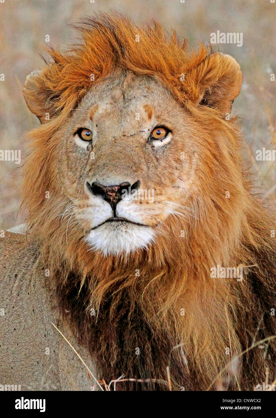 Löwe (Panthera Leo), Männlich, Kenia, Masai Mara Nationalpark Stockfoto