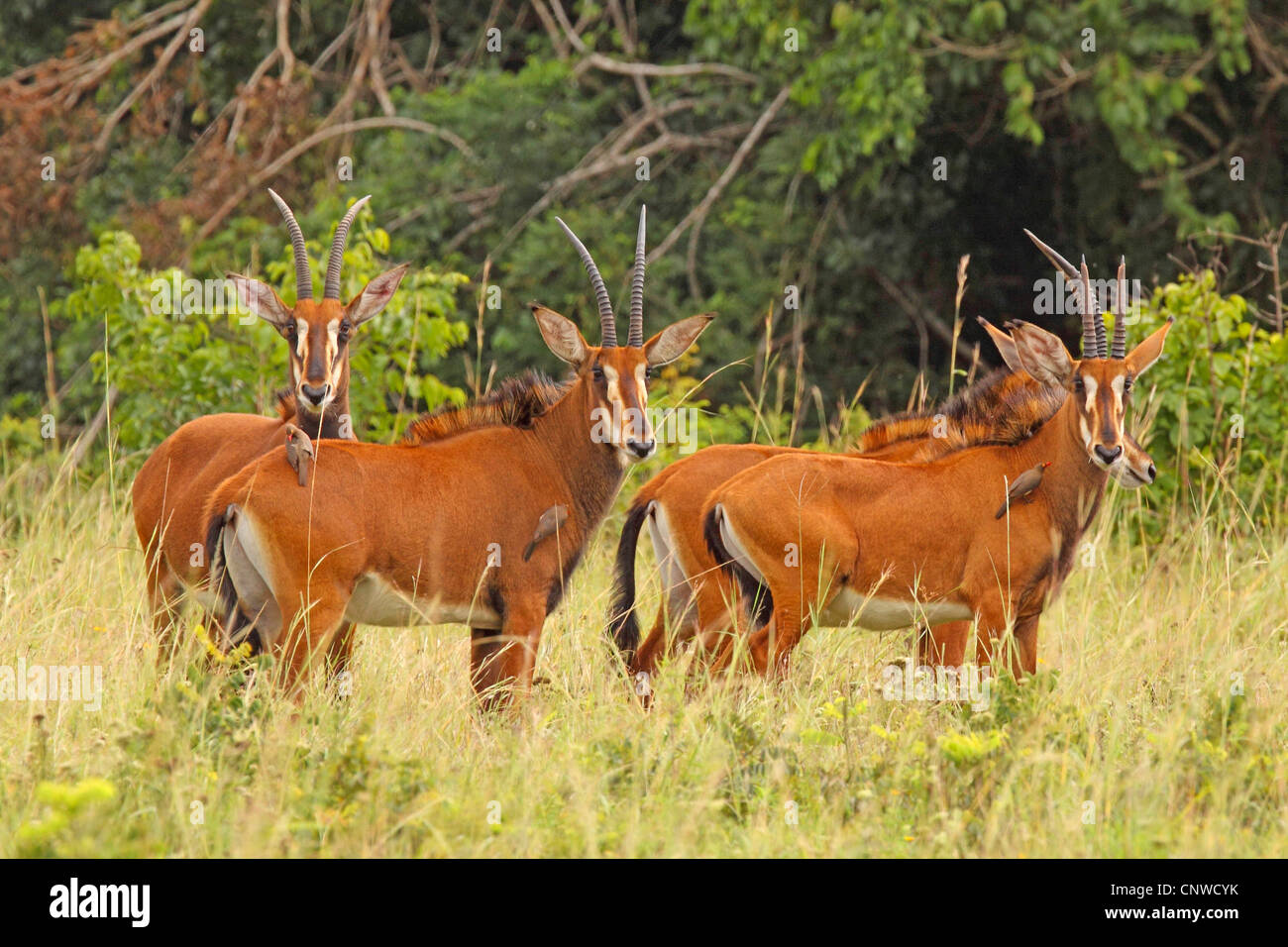 Rappenantilope (Hippotragus Niger), weibliche Gruppe, Kenia, Shimba Hills Nationalpark Stockfoto