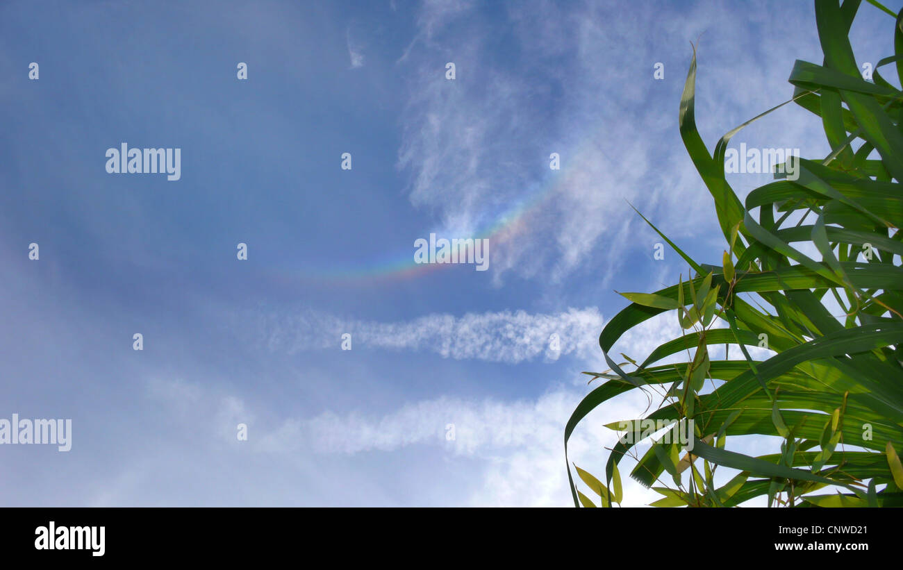 Iridescing Schleier Wolken abgebildet aus Schilf Stockfoto