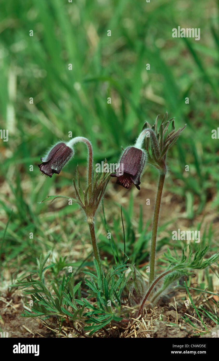 Kuhschelle (Pulsatilla Pratensis Subspecies Nigricans), blühen, Deutschland Stockfoto