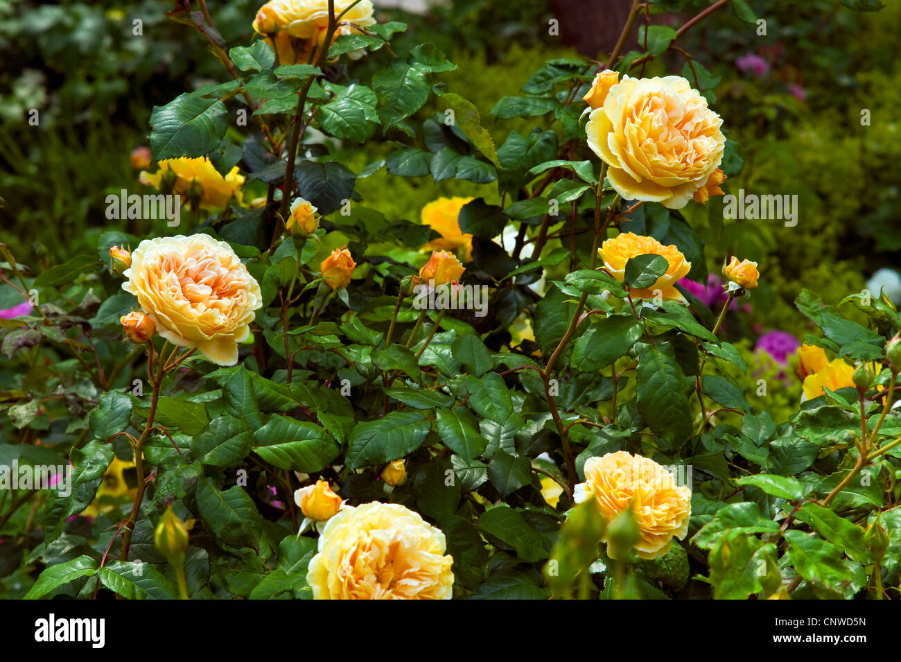 dekorative Rose (Rosa Crown Princess Margareta), Rambler Kronprinzessin Margareta Stockfoto