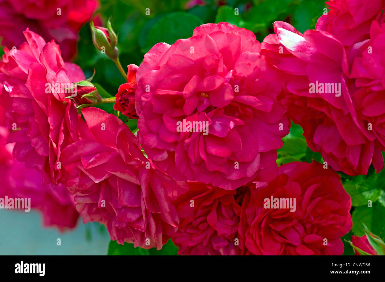 dekorative Rose (Rosa Rosarium Uetersen), Sorte Rosarium Uetersen Stockfoto