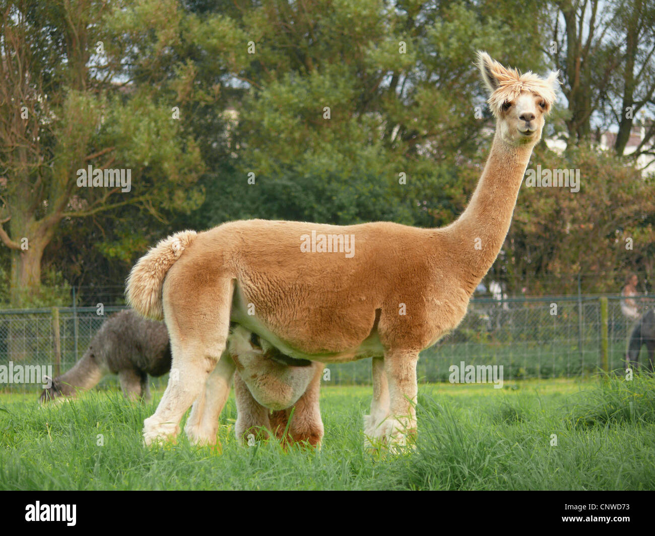 Alpaka (Lama Pacos), weidenden Herde in einem Paddock single Tier suchen neugierig Stockfoto