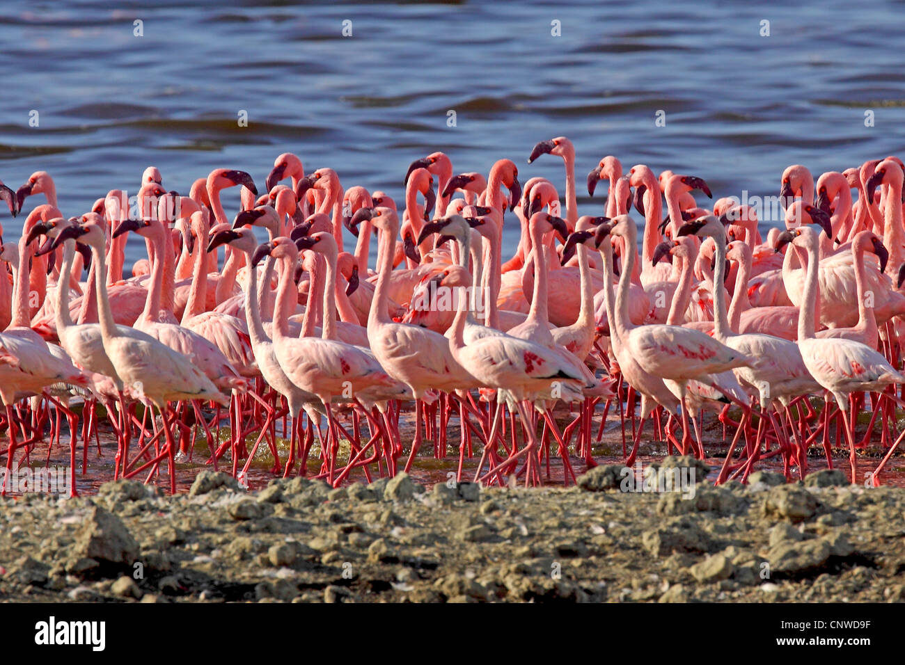 Rosaflamingo (Phoenicopterus Roseus, Phoenicopterus Ruber Roseus), Gruppe am Ufer, Kenia, Lake Bogoria Stockfoto