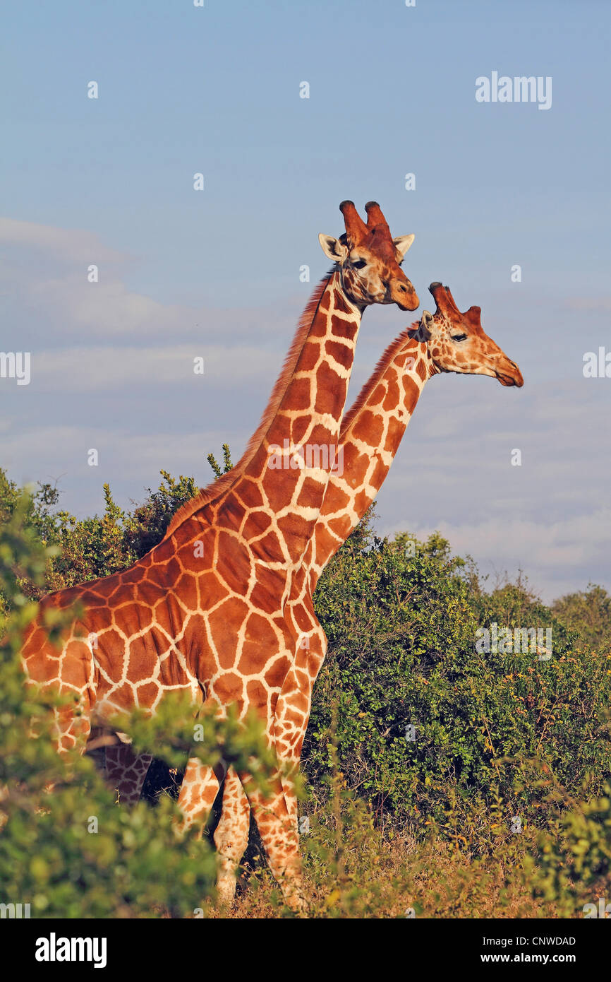 retikuliert Giraffe (Giraffa Plancius Reticulata), zwei Giraffen im Abendlicht, Kenia, Solio Stockfoto