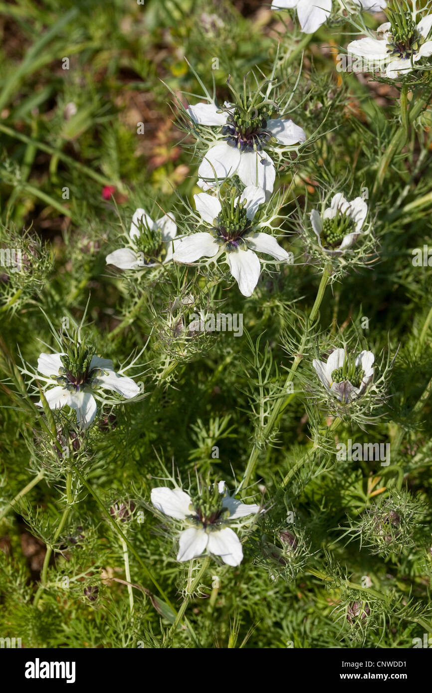 Teufel im Busch, Love-in-a-mist (Nigella Damascena), blühen Stockfoto