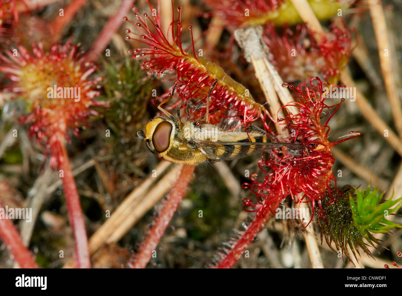 Runde-leaved Sonnentau, Roundleaf Sonnentau (Drosera Rotundifolia), klebrige Blätter mit Gefangenen Hoverfly, Deutschland Stockfoto